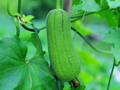 生鮮蔬菜配送行業(yè)有什么經(jīng)營(yíng)難點(diǎn)